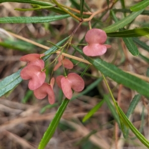 Dodonaea viscosa subsp. angustissima at The Pinnacle - 23 Nov 2023 09:23 AM