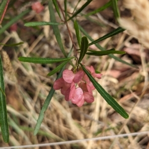 Dodonaea viscosa subsp. angustissima at The Pinnacle - 23 Nov 2023 09:23 AM