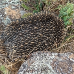 Tachyglossus aculeatus (Short-beaked Echidna) at Belconnen, ACT - 23 Nov 2023 by CattleDog