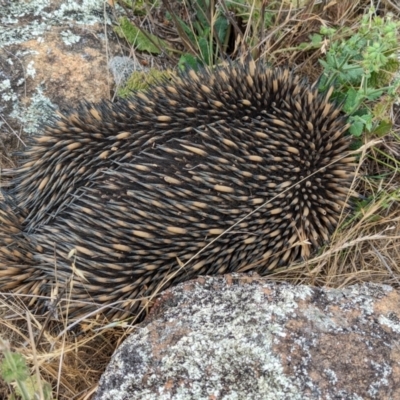 Tachyglossus aculeatus (Short-beaked Echidna) at Belconnen, ACT - 22 Nov 2023 by CattleDog
