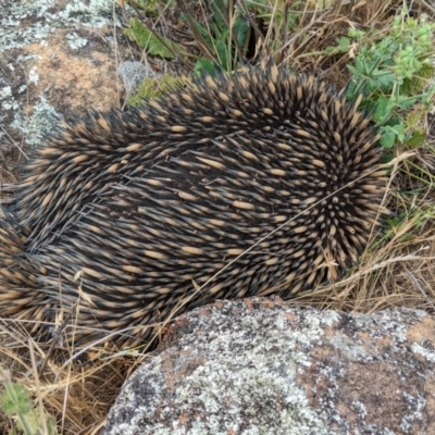 Tachyglossus aculeatus (Short-beaked Echidna) at Belconnen, ACT - 23 Nov 2023 by CattleDog