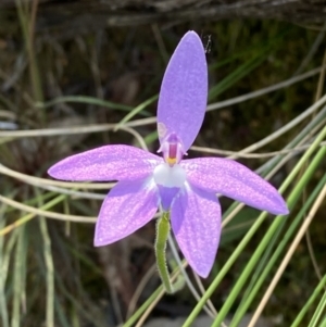 Glossodia major at Point 5821 - 21 Oct 2023