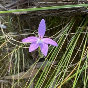 Glossodia major at Point 5821 - 21 Oct 2023