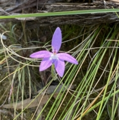 Glossodia major at Point 5821 - 21 Oct 2023