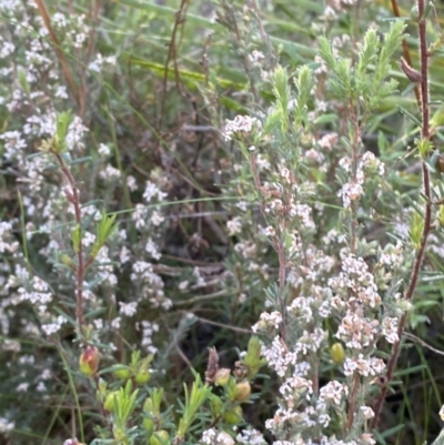 Leucopogon microphyllus var. pilibundus (Hairy Beard Heath) at Canberra Central, ACT - 21 Oct 2023 by Tapirlord