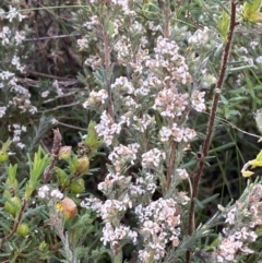 Leucopogon microphyllus var. pilibundus at Point 5821 - 21 Oct 2023