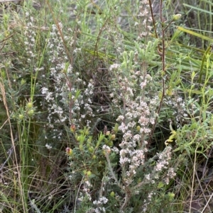 Leucopogon microphyllus var. pilibundus at Point 5821 - 21 Oct 2023 03:26 PM