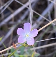 Drosera auriculata (Tall Sundew) at Black Mountain - 21 Oct 2023 by Tapirlord