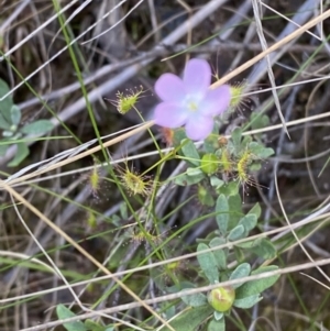 Drosera auriculata at Black Mountain - 21 Oct 2023 03:23 PM