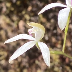 Caladenia moschata at Black Mountain - 21 Oct 2023