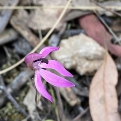 Caladenia congesta at Black Mountain - suppressed