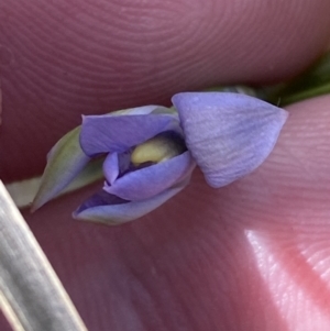 Thelymitra pauciflora at Black Mountain - suppressed