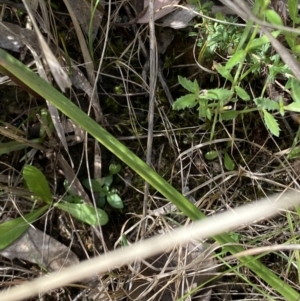 Thelymitra pauciflora at Black Mountain - suppressed