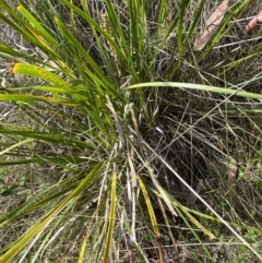 Thelymitra pauciflora at Black Mountain - suppressed