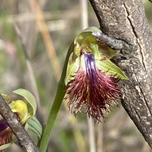 Calochilus montanus at Point 60 - 21 Oct 2023