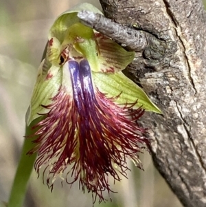 Calochilus montanus at Point 60 - 21 Oct 2023