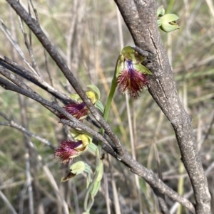 Calochilus montanus at Point 60 - 21 Oct 2023