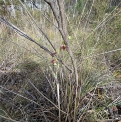 Calochilus montanus at Point 60 - 21 Oct 2023