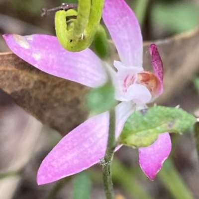 Caladenia fuscata (Dusky Fingers) at Canberra Central, ACT - 21 Oct 2023 by Tapirlord