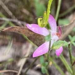 Caladenia fuscata at Black Mountain - suppressed