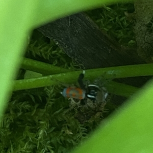 Maratus pavonis at Garran, ACT - 20 Oct 2023