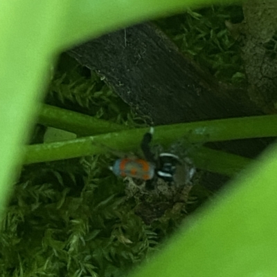 Maratus pavonis (Dunn's peacock spider) at Garran, ACT - 20 Oct 2023 by Tapirlord