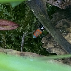 Maratus pavonis at Garran, ACT - suppressed