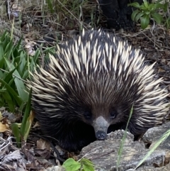 Tachyglossus aculeatus (Short-beaked Echidna) at Garran, ACT - 20 Oct 2023 by Tapirlord