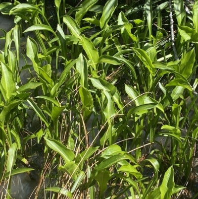 Sagittaria platyphylla (Sagittaria) at Phillip, ACT - 19 Oct 2023 by Tapirlord