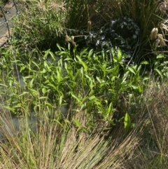 Sagittaria platyphylla at Phillip, ACT - 19 Oct 2023 11:14 AM