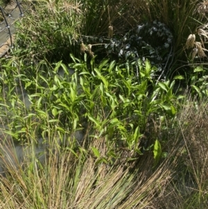 Sagittaria platyphylla at Phillip, ACT - 19 Oct 2023 11:14 AM