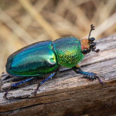 Lamprima aurata (Golden stag beetle) at Page, ACT - 19 Nov 2023 by Cristy1676