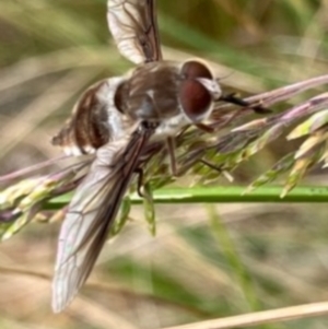 Trichophthalma sp. (genus) at Sth Tablelands Ecosystem Park - 23 Nov 2023