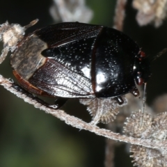 Adrisa sp. (genus) (Burrowing Bug) at Mount Ainslie - 30 Dec 2022 by jb2602