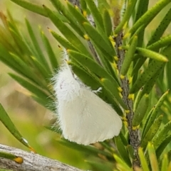 Acyphas (genus) (Lymantriinae, Erebidae) at NAS100: STEP Dam Lot 100 - 23 Nov 2023 by galah681