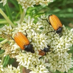 Phyllotocus kingii (Nectar scarab) at Rugosa - 20 Nov 2023 by SenexRugosus