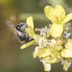 Lasioglossum (Chilalictus) sp. (genus & subgenus) at Strathnairn, ACT - 22 Nov 2023