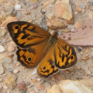 Heteronympha merope at Rugosa - 22 Nov 2023