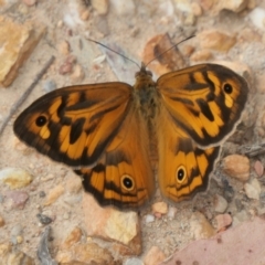 Heteronympha merope at Rugosa - 22 Nov 2023