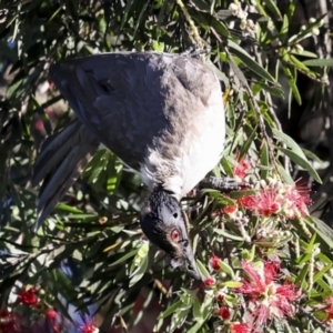 Philemon corniculatus at Higgins, ACT - 19 Nov 2023