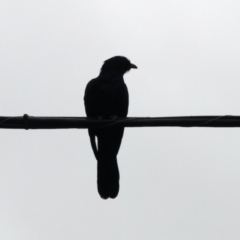 Eudynamys orientalis (Pacific Koel) at Aranda, ACT - 23 Nov 2023 by KMcCue