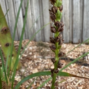 Microtis sp. at Aranda, ACT - suppressed