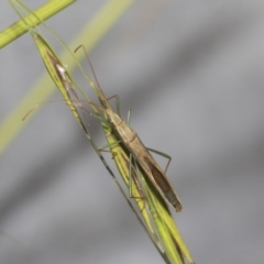 Mutusca brevicornis (A broad-headed bug) at Higgins Woodland - 23 Dec 2022 by AlisonMilton