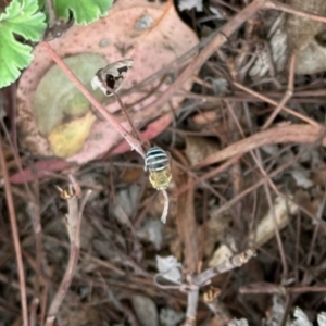 Amegilla sp. (genus) at Aranda, ACT - 23 Nov 2023