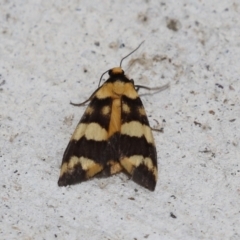 Termessa gratiosa at Macarthur, ACT - 23 Nov 2023 01:48 PM