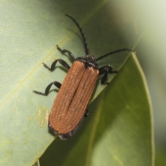 Porrostoma sp. (genus) (Lycid, Net-winged beetle) at Higgins, ACT - 23 Dec 2022 by AlisonMilton