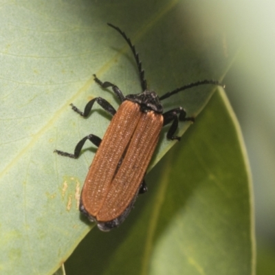 Porrostoma sp. (genus) (Lycid, Net-winged beetle) at Higgins, ACT - 23 Dec 2022 by AlisonMilton