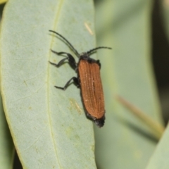 Porrostoma sp. (genus) at Higgins Woodland - 23 Dec 2022