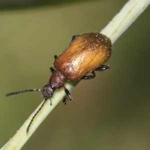 Ecnolagria grandis at Higgins Woodland - 23 Dec 2022 11:01 AM