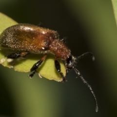 Ecnolagria grandis at Higgins Woodland - 23 Dec 2022 11:01 AM